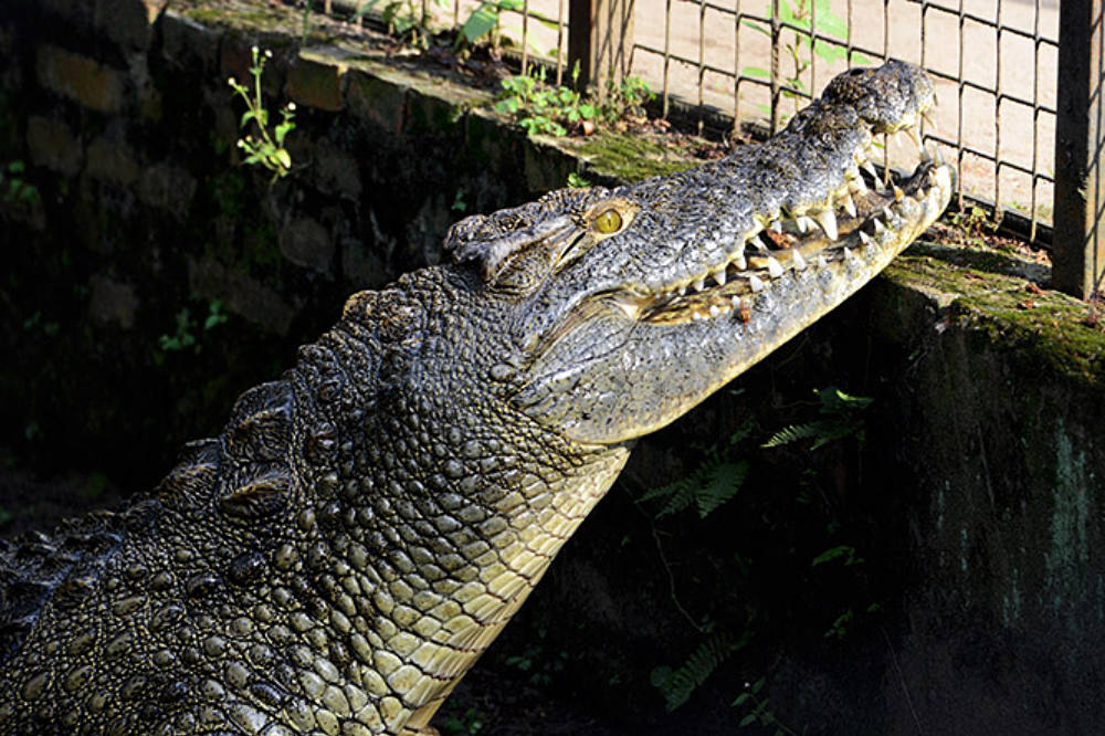 Crocodile at the zoo in Bujumbura