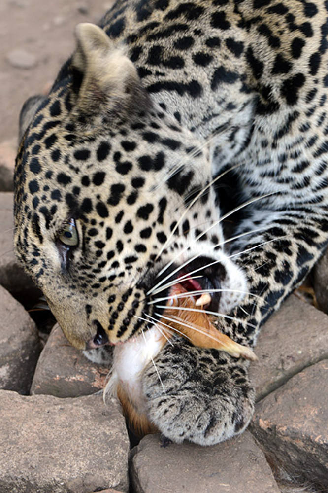 Leopard feeding at Bujumbura zoo