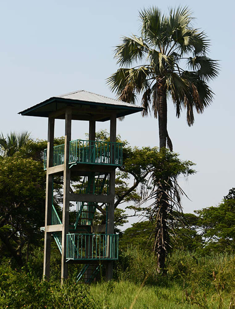 Bird-watching tower in Rusizi National Park