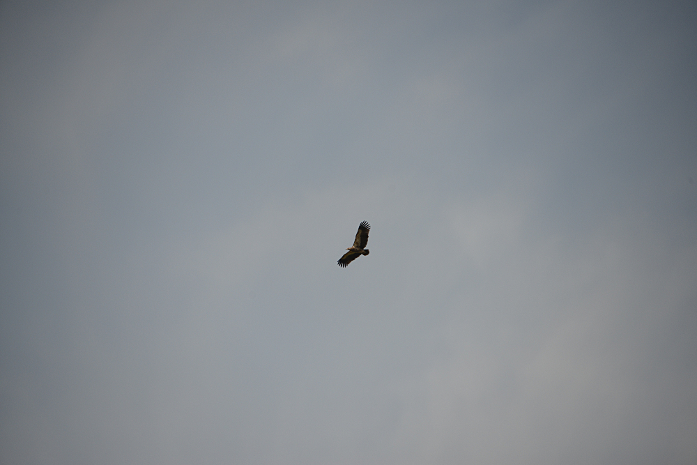 Large bird flying over Rusizi National Park