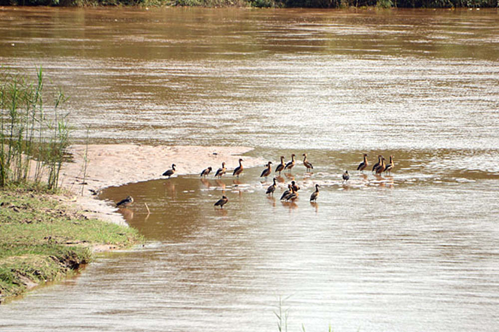 Water birds along the Rusizi River in Burundi