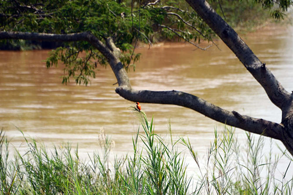 Bishop bird in Rusizi National Park