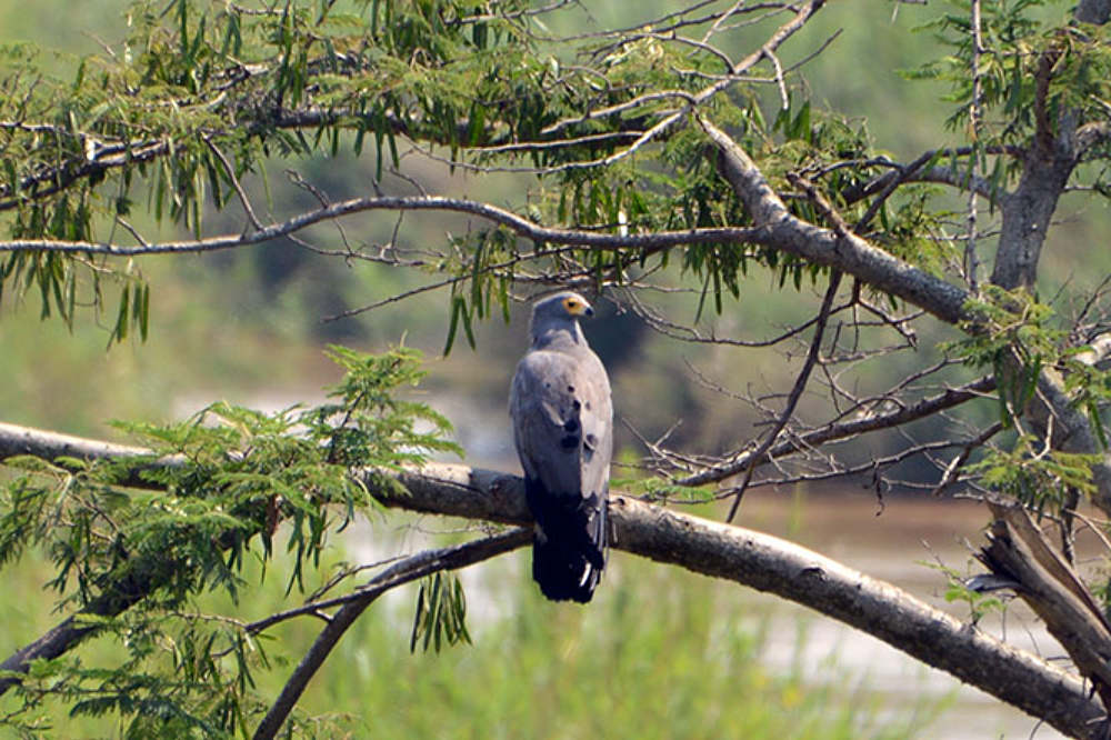 Large eagle in Rusizi National Park, Burundi