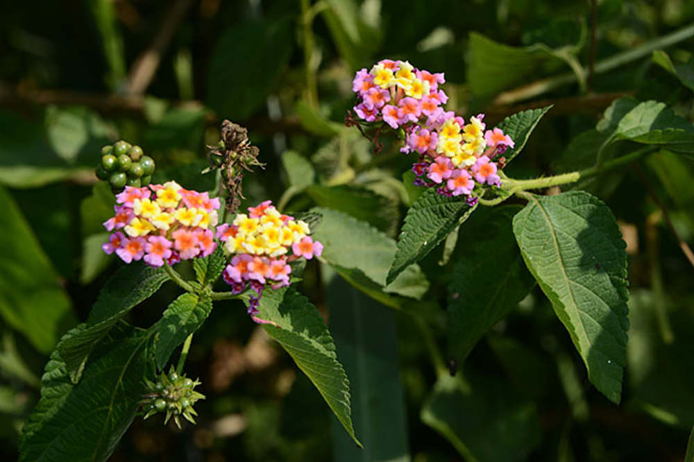 Invasive flowering plants in Rusizi National Park