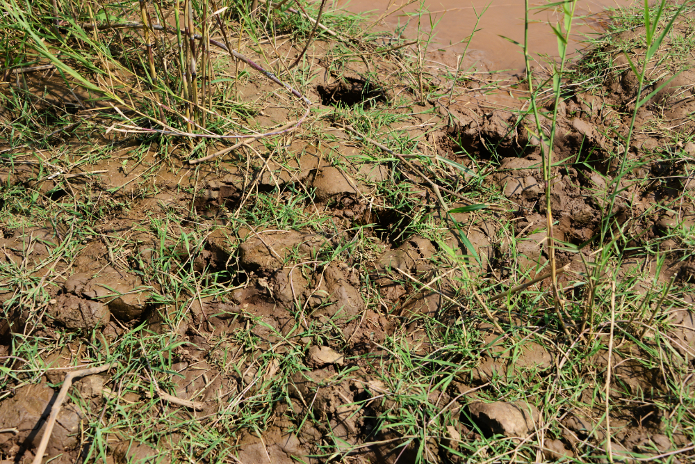 Fresh hippopotamus tracks in Rusizi National Park
