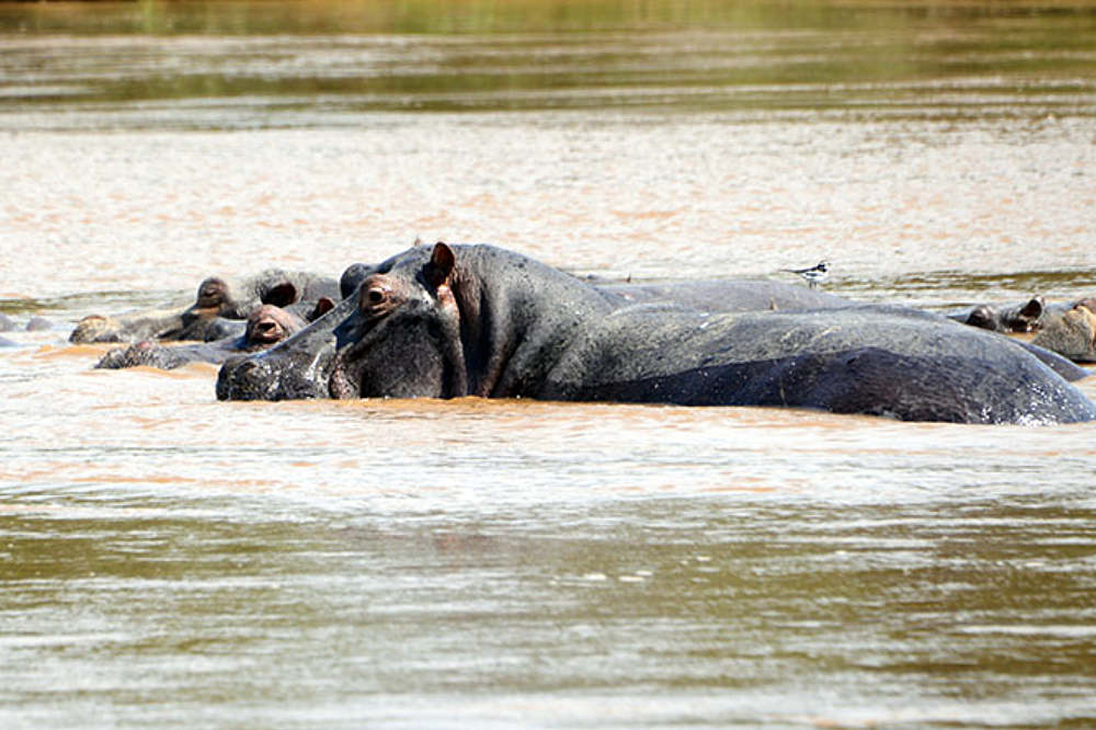 Group of hippos in Rusizi National Park