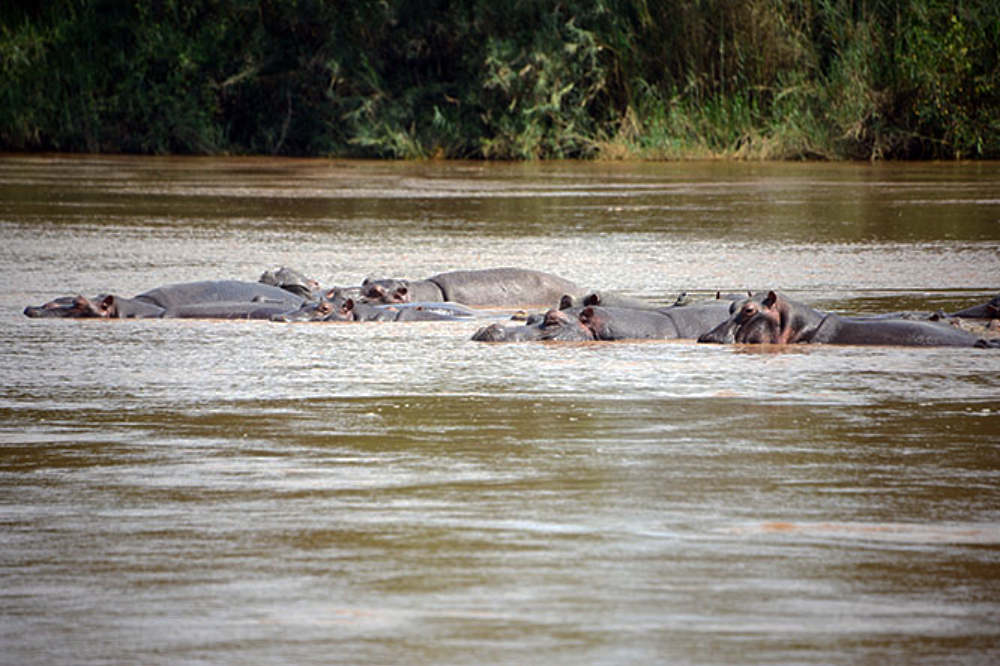 Hippos along the Rusizi River in Burundi