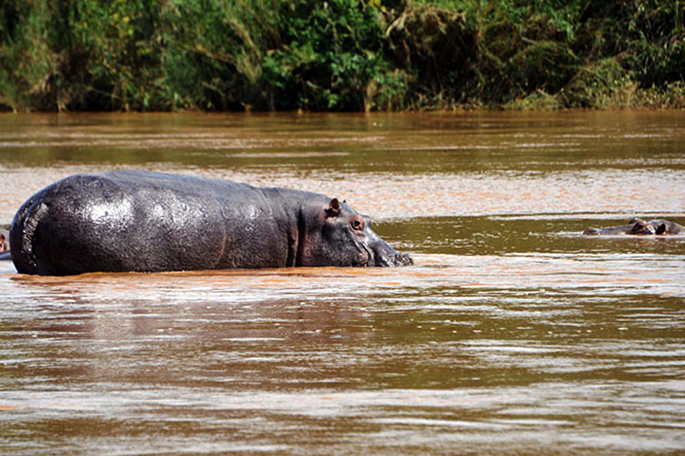 Hippopotamuses in the Rusizi River