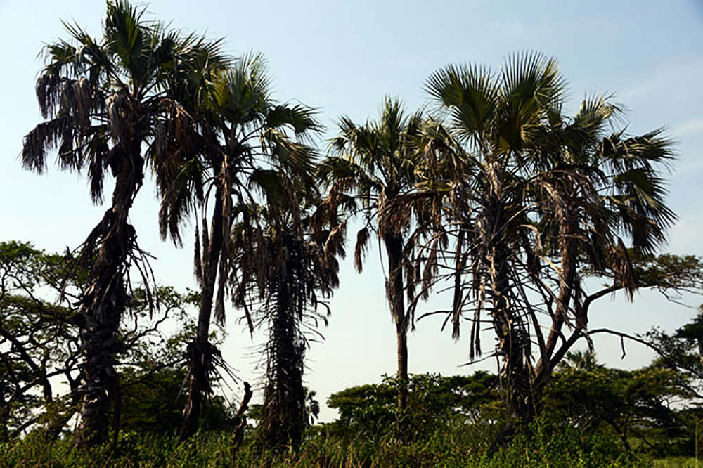 Palm trees and vegetation in Rusizi National Park