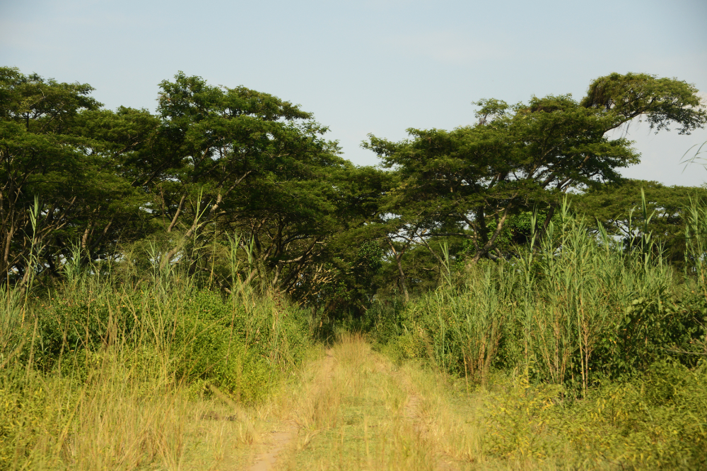 Road through Rusizi National Park in Burundi