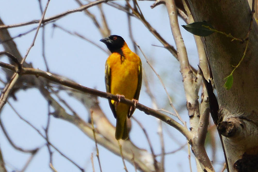 Birds in the vegetation of Rusizi National Park