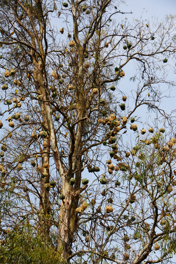Weaver bird nests hanging from a tree in Rusizi National Park