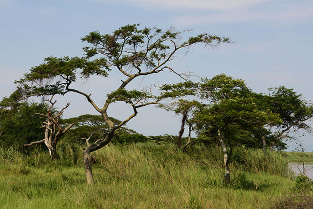 Trees and vegetation in Rusizi National Park, Burundi