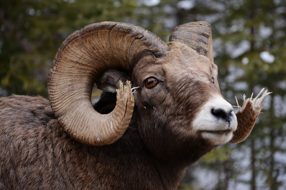 Bighorn sheep in the Canadian Rockies near Banff