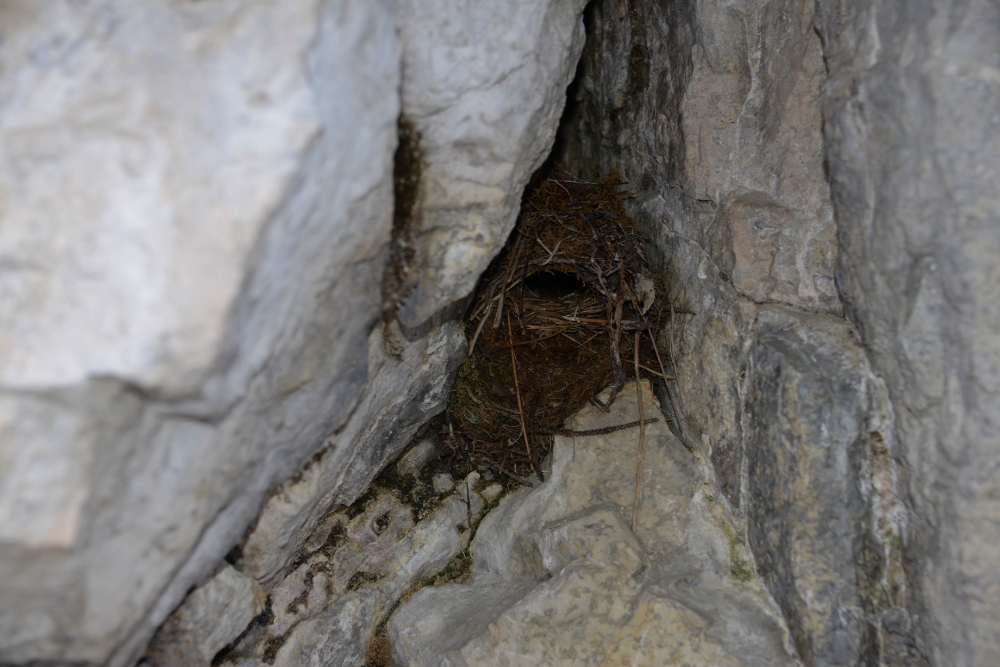 Bird nest behind a frozen waterfall at Haffner Creek