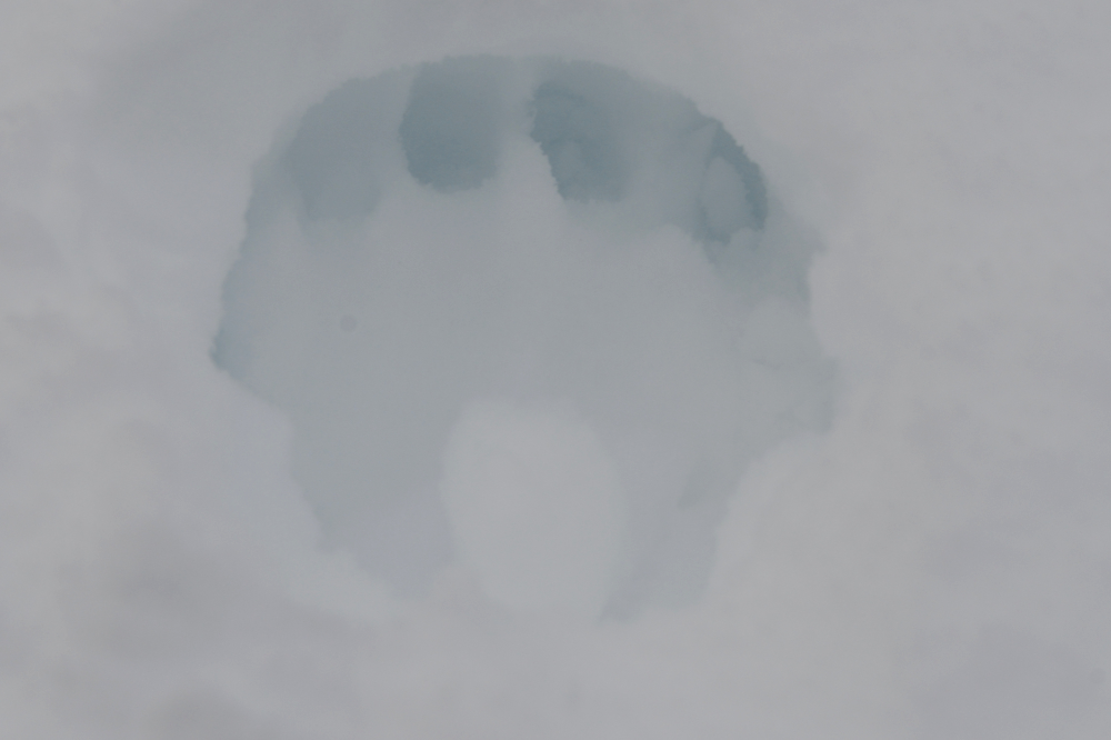 Large animal track in deep snow in the Canadian Rockies