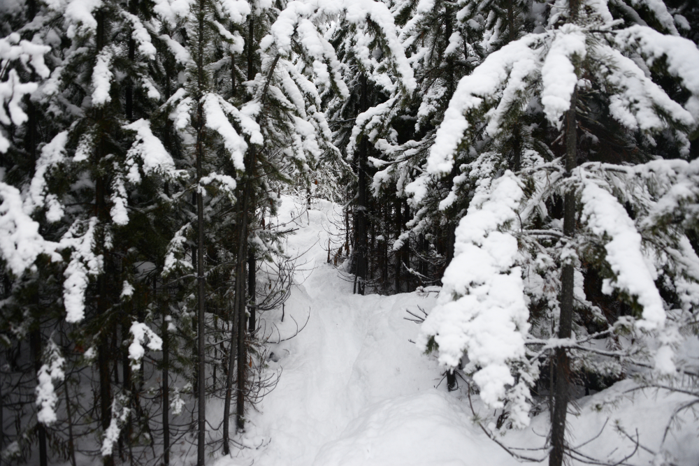 Snow-covered trail in the Canadian Rockies near Banff