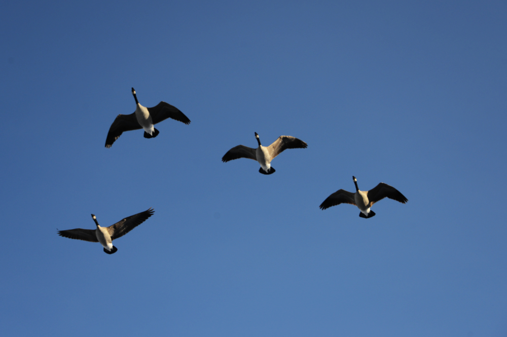 Canada geese flying over Calgary, Alberta