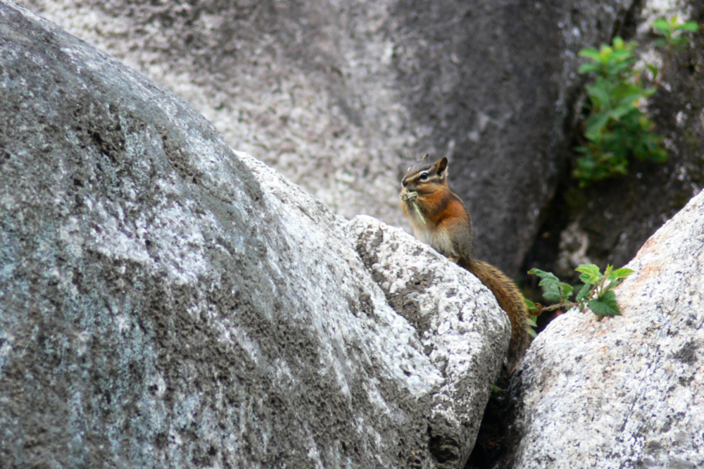 Chipmunk in the Garibaldi area of British Columbia