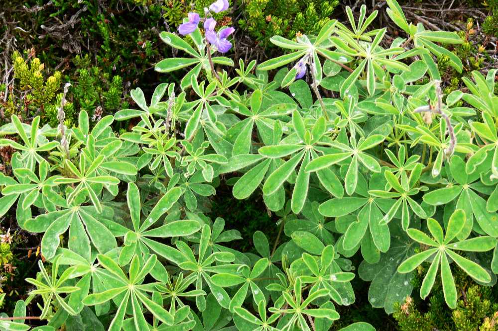 Vegetation near the beginning of the Mt. Garibaldi climb