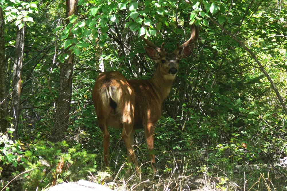 Young deer in the Garibaldi area of British Columbia