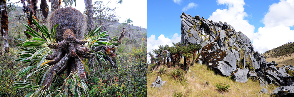 Highland meadows of Papua on the trek to Carstensz Pyramid