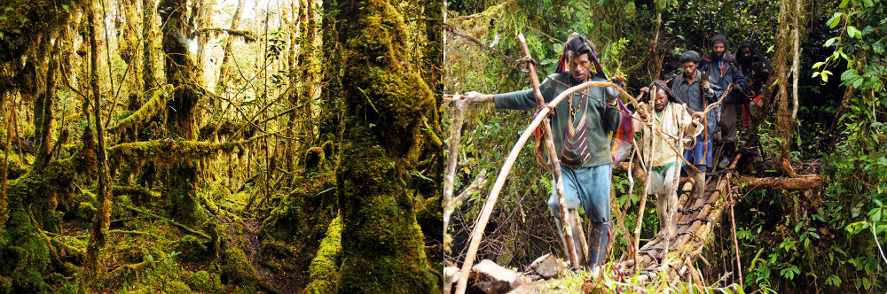 Rainforest on the approach to Carstensz Pyramid