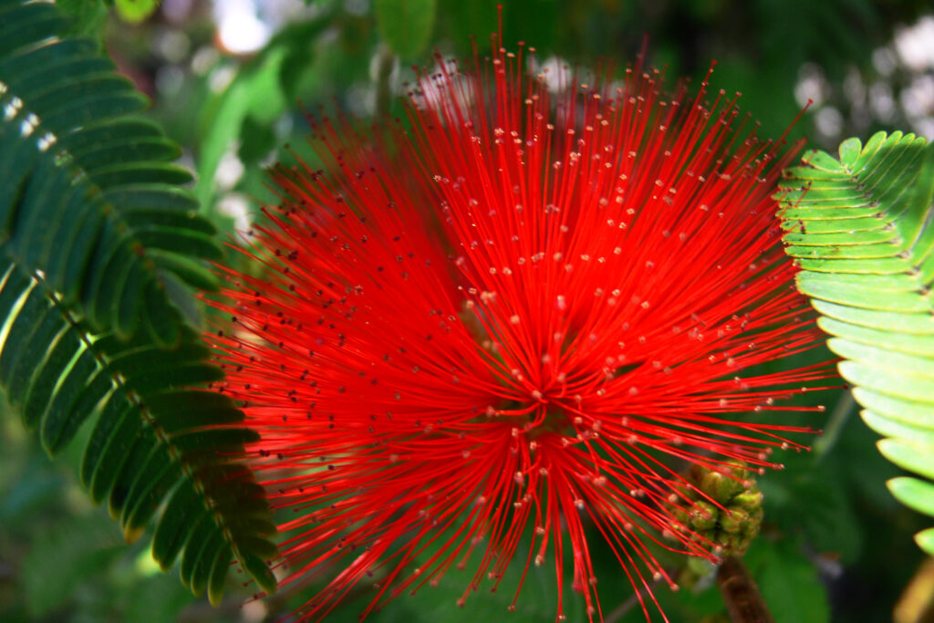 Flower growing at Santa Lucia Hill in Santiago