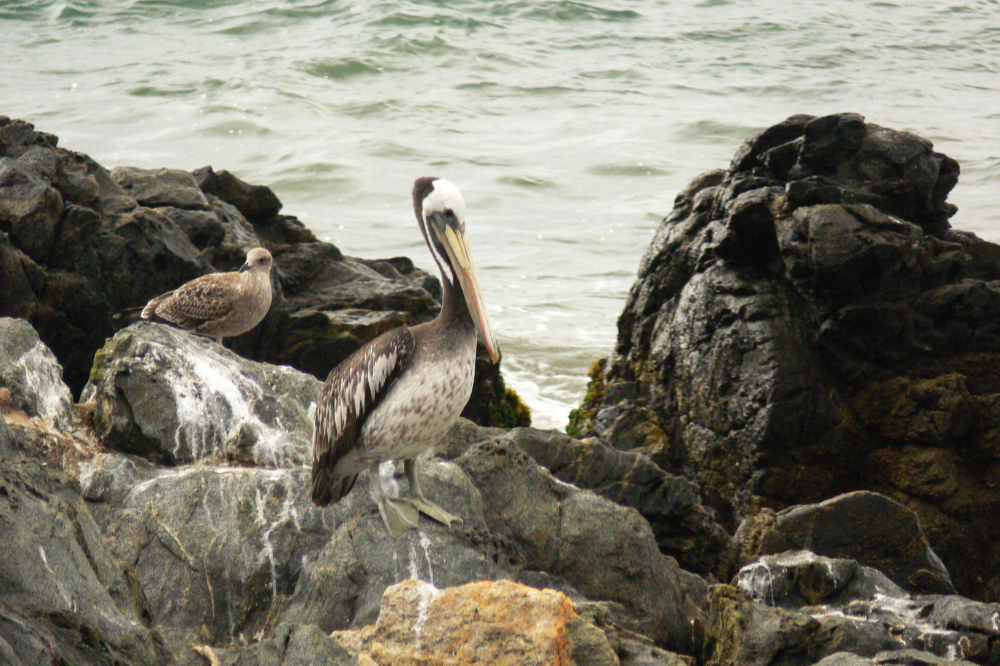 Pelican in Viña del Mar Chile