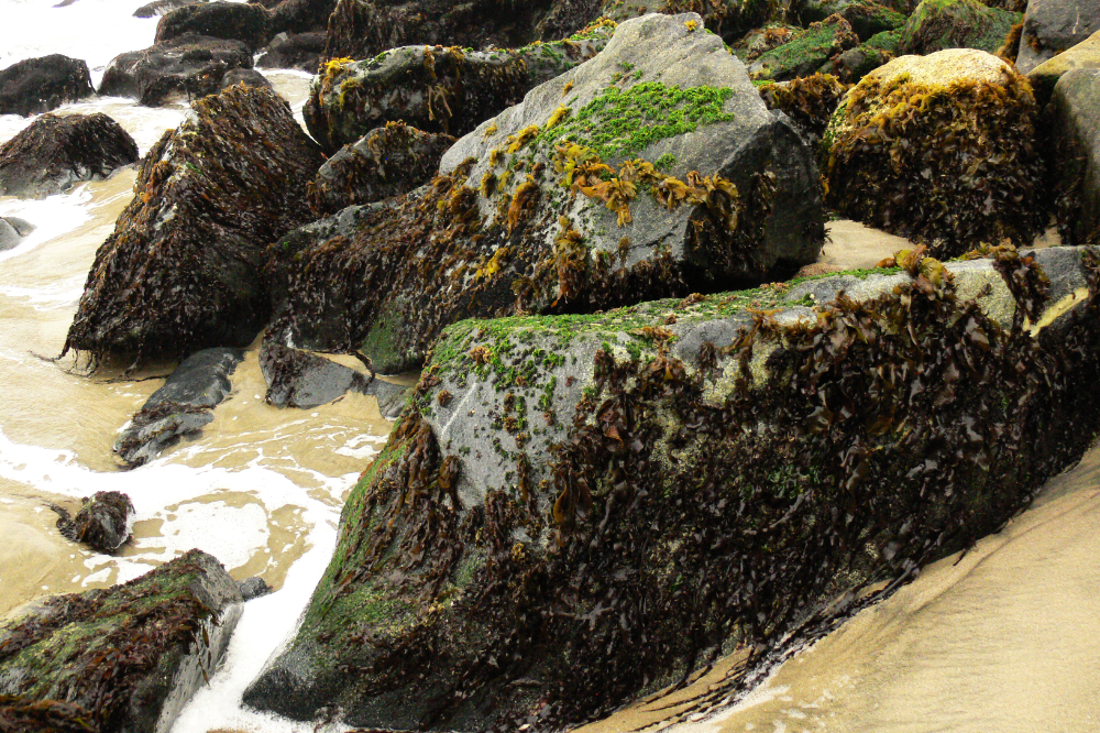 Rocky coastline in Viña del Mar Chile