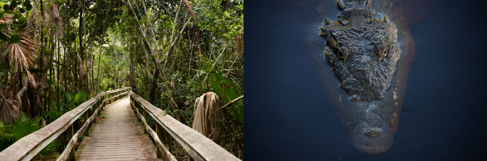 Wetlands of Everglades National Park in Florida