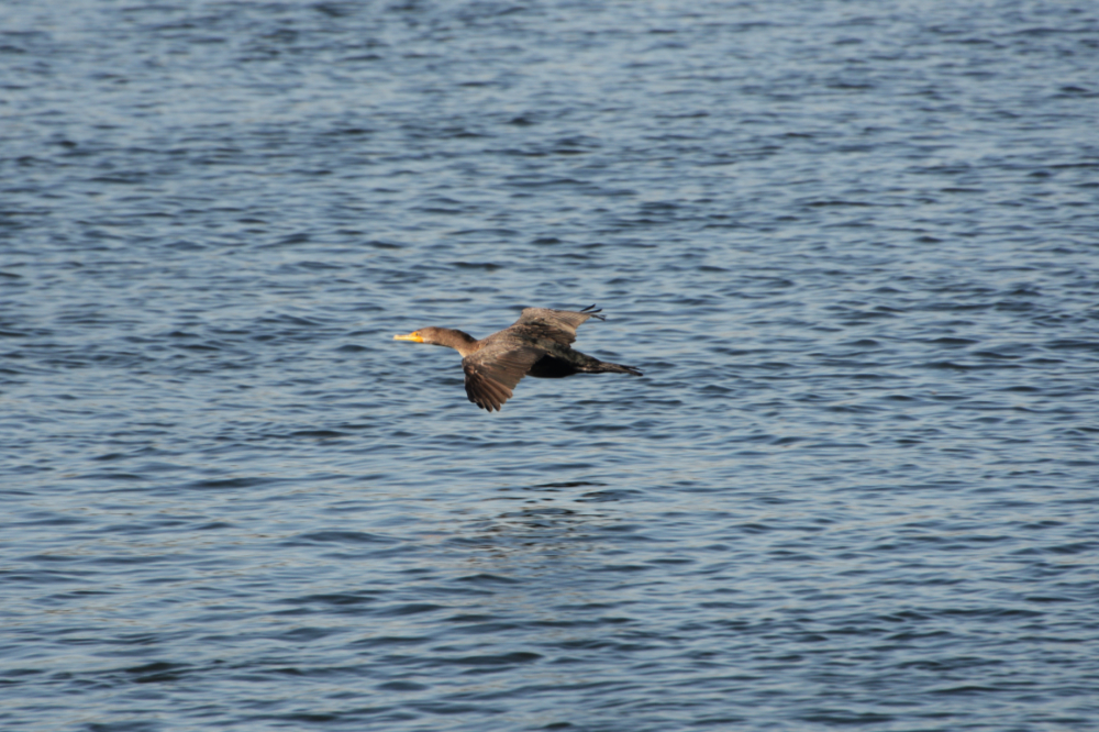 Cormorant at Crystal River, Florida