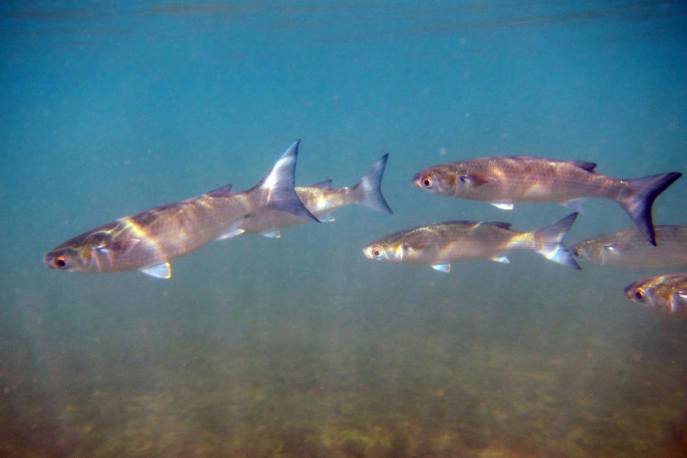 Fish swimming underwater at Crystal River, Florida