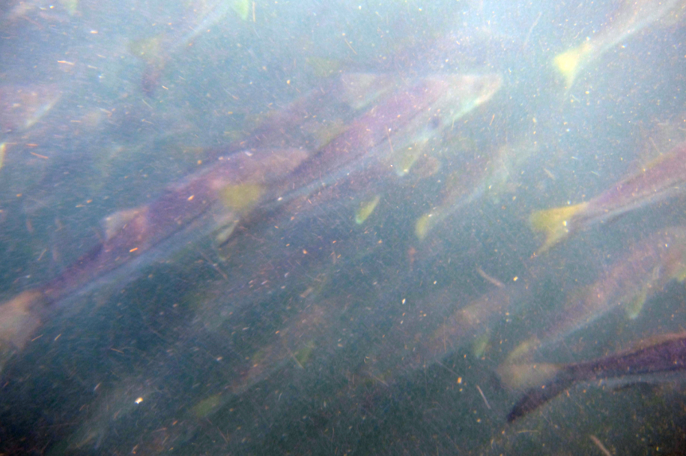 School of fish underwater at Crystal River