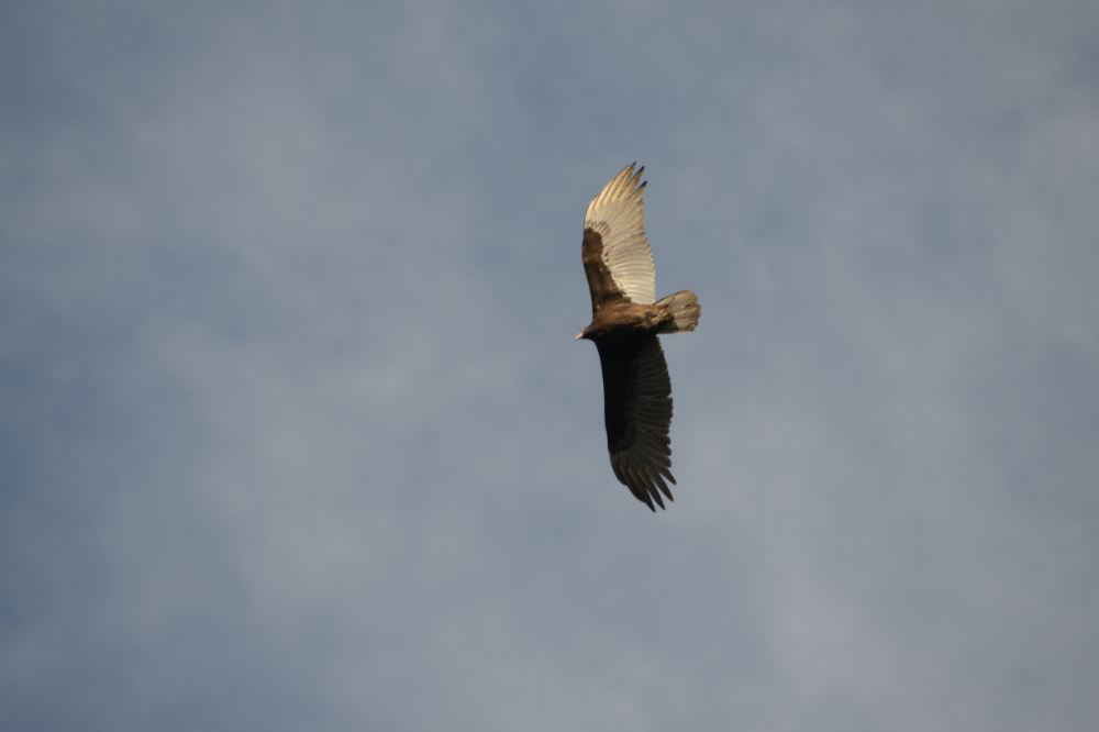 Hawk near Crystal River, Florida