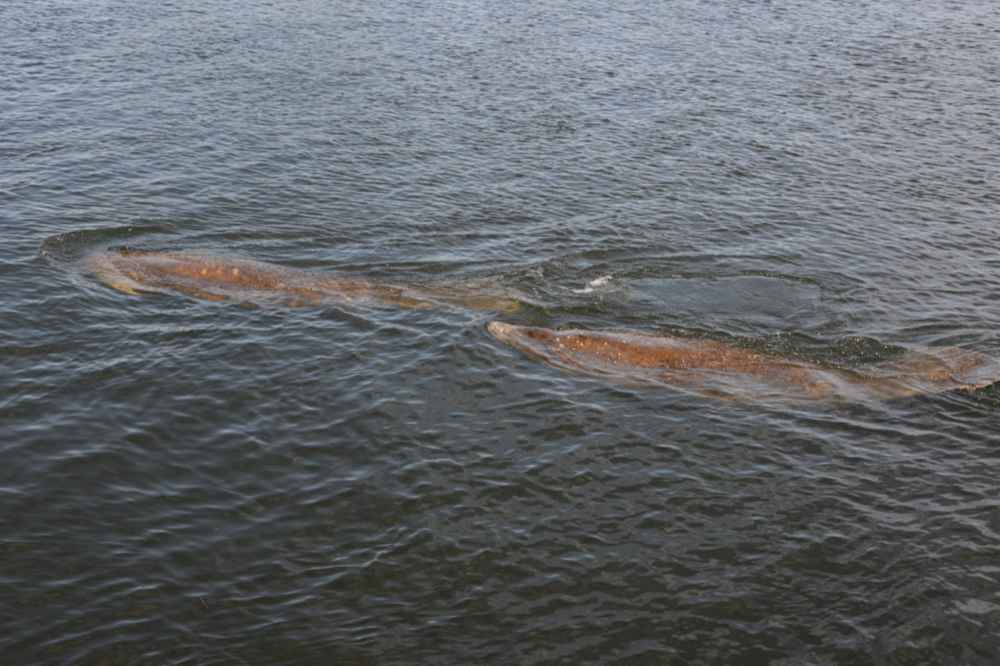 Manatees swimming in Crystal River, Florida