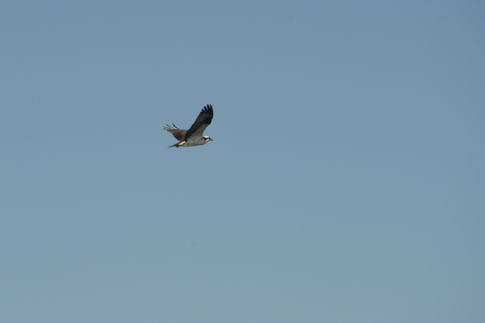 Osprey at Crystal River, Florida
