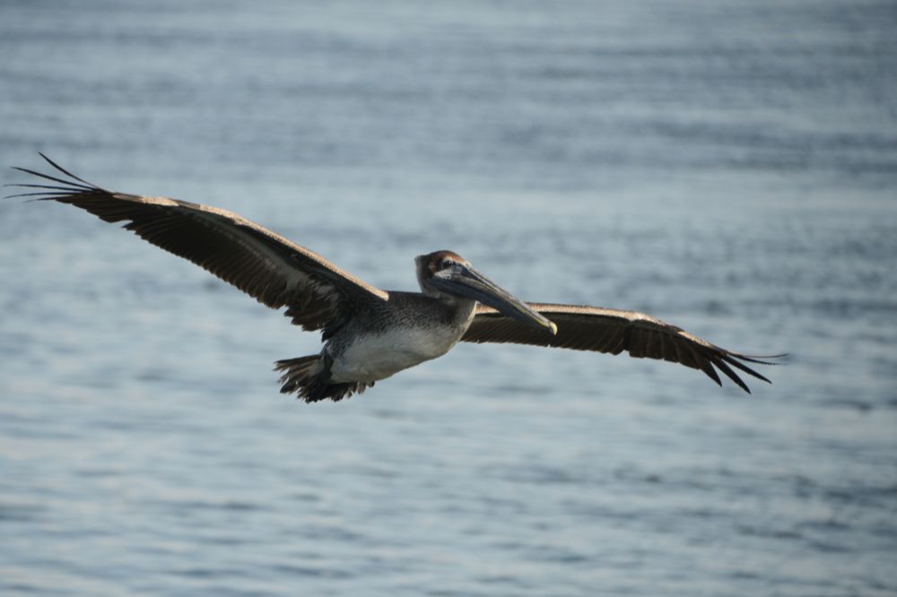 Pelican at Crystal River, Florida