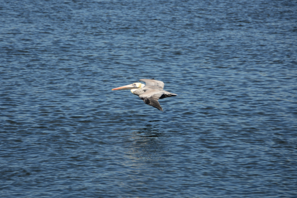 Pelican along the water at Crystal River