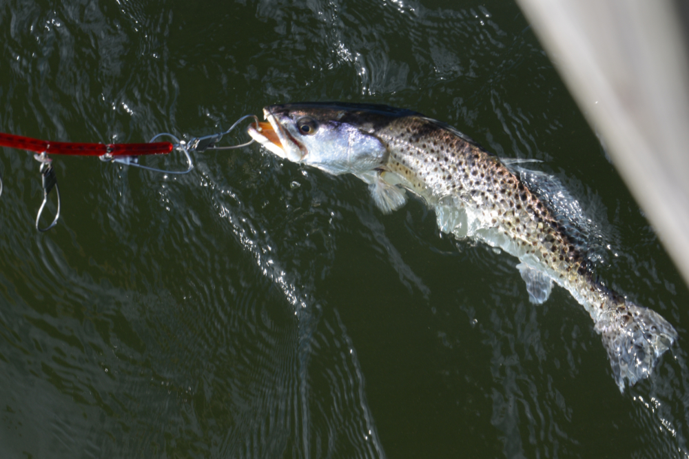 Fish caught at Crystal River, Florida