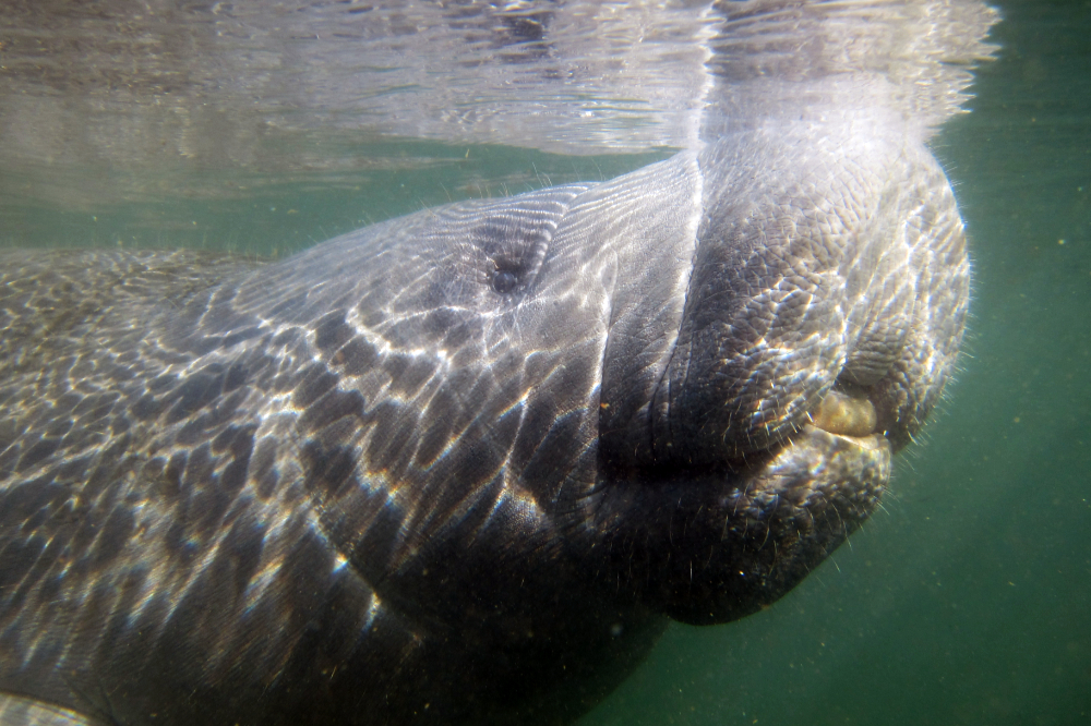 Florida manatee surfacing to breathe at Crystal River