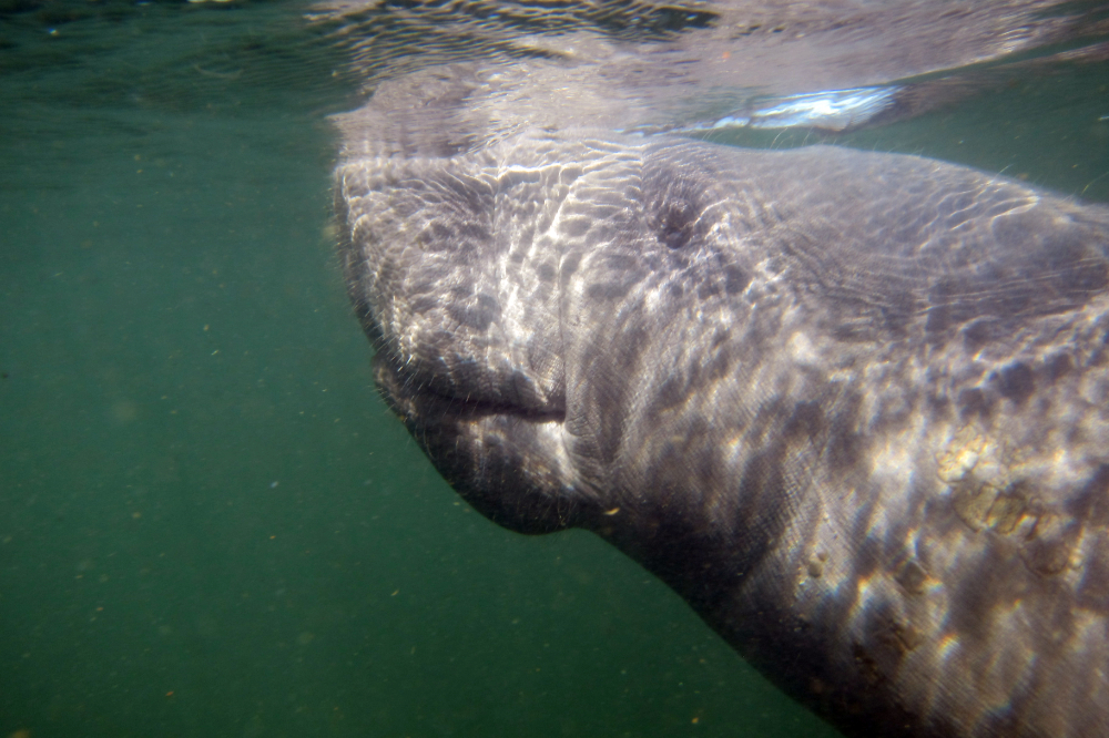 Manatee breathing at the surface of Crystal River