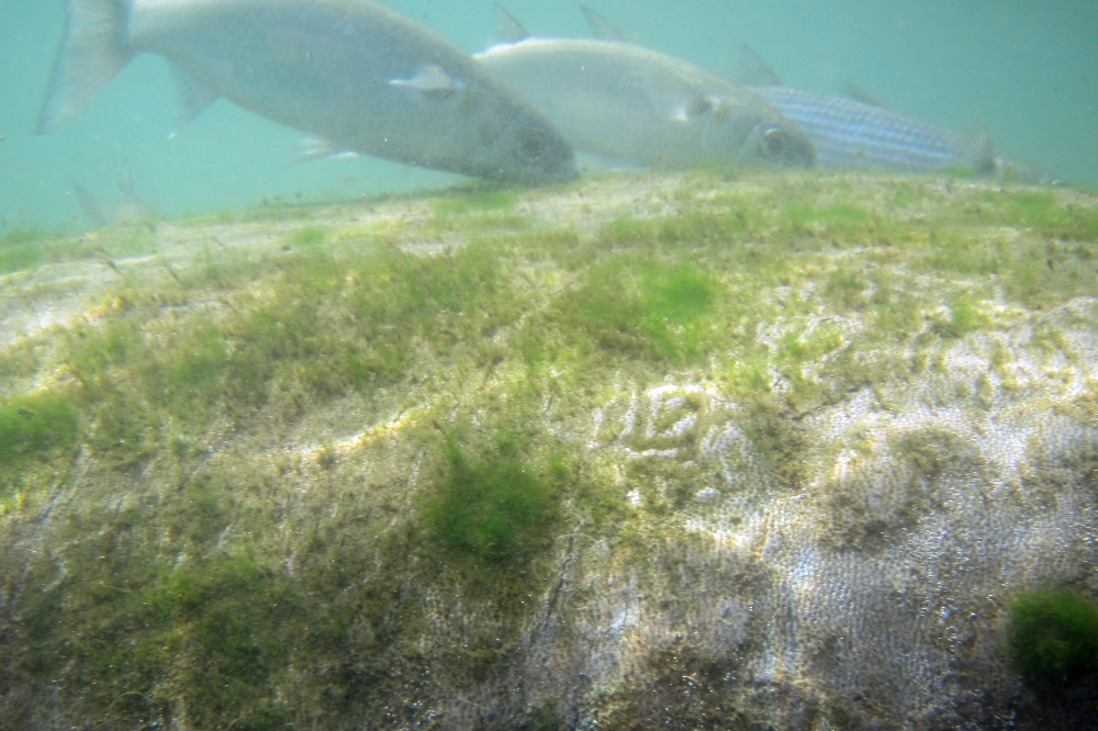Fish feeding around algae growing on a manatee