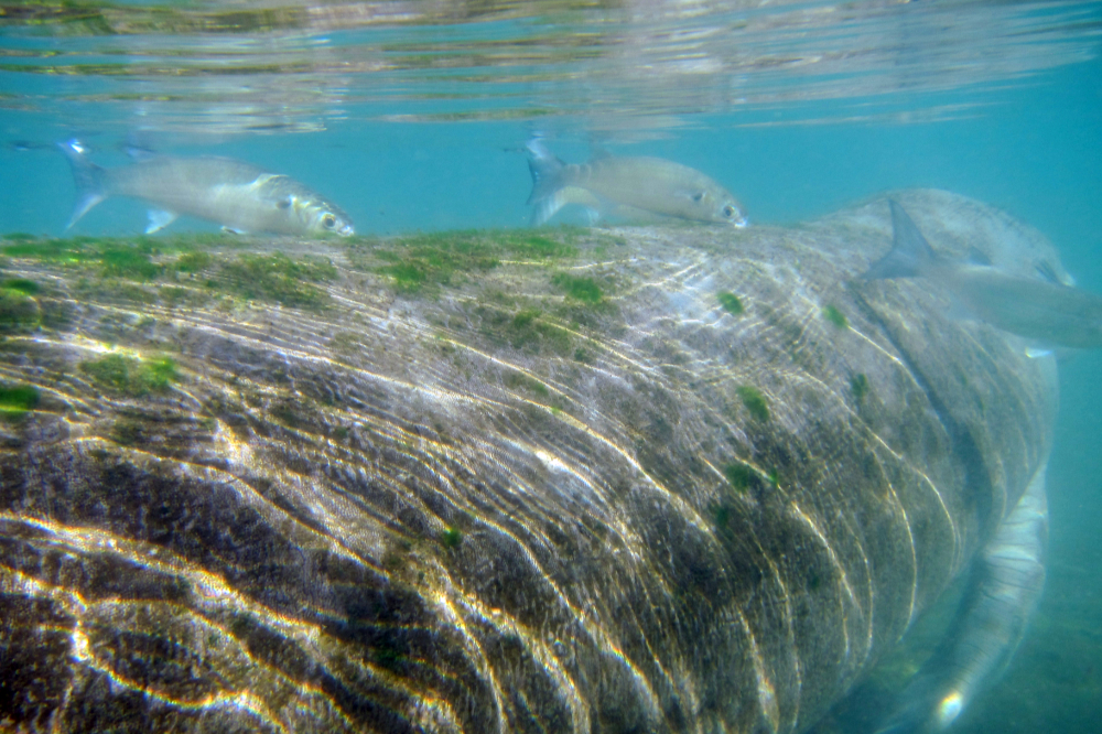 Fish swimming around an algae-covered manatee