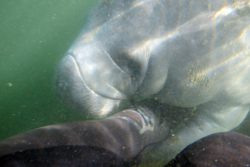 Curious manatee interacting with me at Crystal River