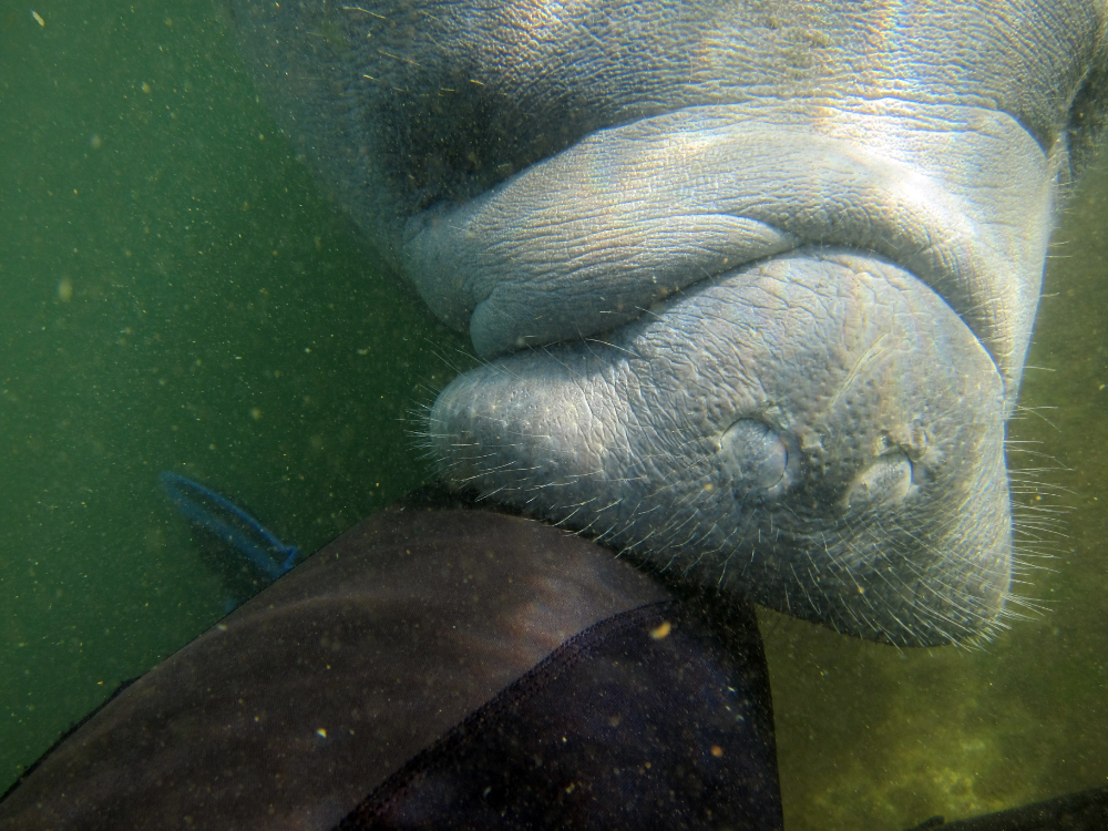 Playful manatee swimming beside me at Crystal River