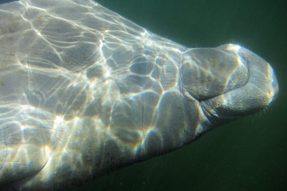 Manatee rolling upside down underwater at Crystal River