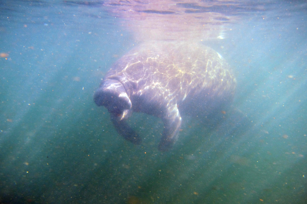 Manatee swimming through Crystal River