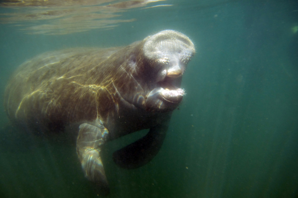 Large Florida manatee underwater at Crystal River