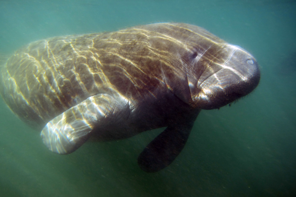 Florida manatee swimming underwater at Crystal River
